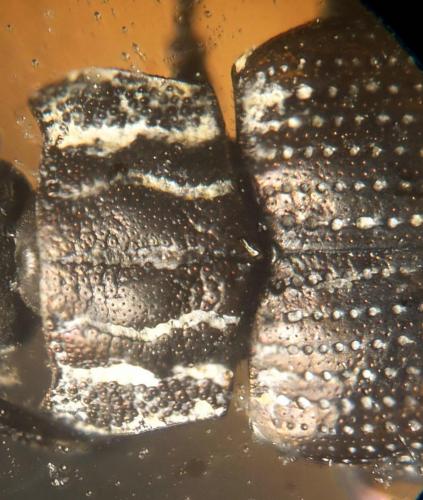 Helophorus sp.
